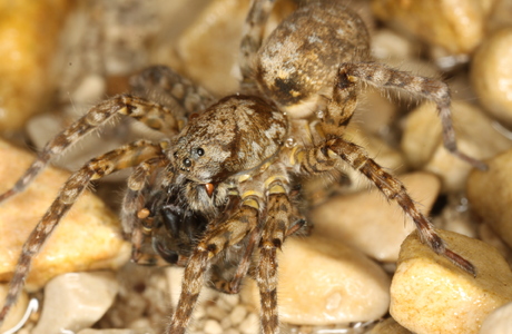 Gefleckte Bärin (Arctosa maculata) - © Christian Komposch